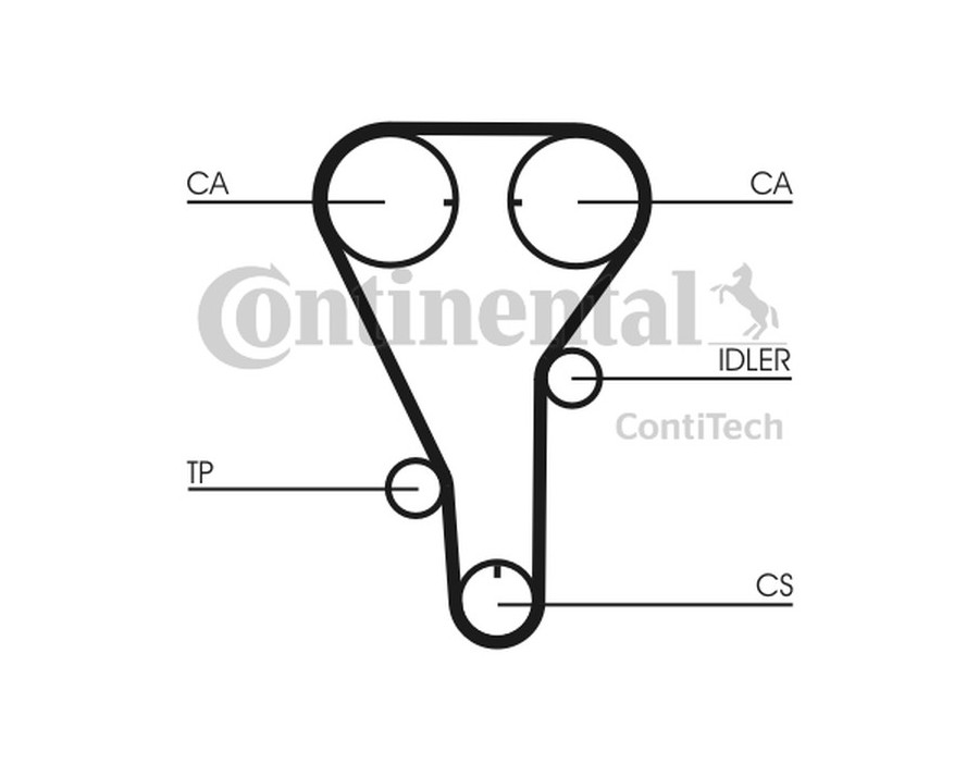 Cinghia dentata