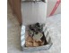 SERRATURA COFANO POST ALFA ROMEO 156 - OE 60625240 RICAMBIO ORIGINALE