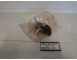 Membrana  servofrizione FIAT IVECO 160/180  - Svama 5302021012 - Servo-diaphragm FIAT IVECO 160/180 - Svama 5302021012 -
