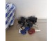 718204000 Kit nottolini - Ricambio originale Fiat - 718204000 Kit for pawls - Genuine Fiat spare parts -