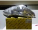 PRO0149D Faro Fanale Proiettore dx H7 H1 Corpo cromato Opel Corsa D 06-11 - Right Headlamp Corda D 06-11